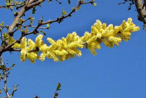 Acacia rigidula